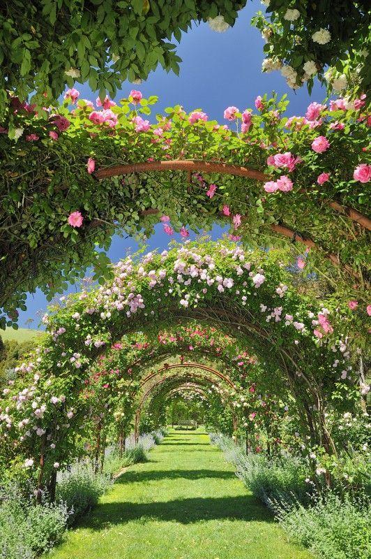 Whimsical Waltz of Wildflowers
